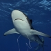 shark_silky_far_jar_v_0496_cub5572.jpg